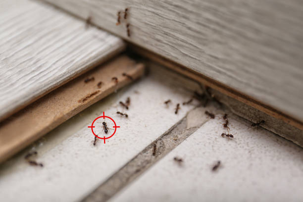 Best Termite Control Services  in Normandy Park, WA