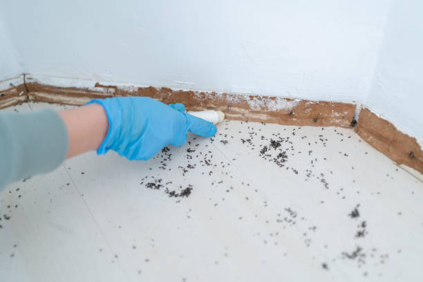 Best Best Pest Control Companies  in Normandy Park, WA
